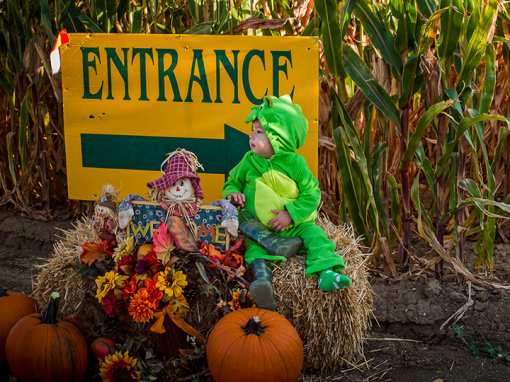 The 10 Best Corn Mazes in New York!
