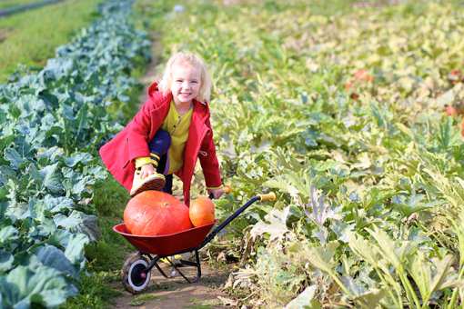 The 10 Best Pumpkin Patches in New York State!